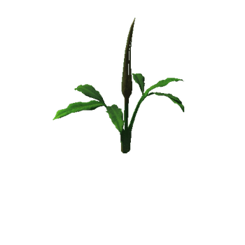 Flower Dracunculus Species 2